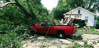 Truck flattened by fallen tree